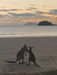 Beach Sunrise With The Wallabies - We Wander