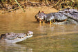 Crocodile Express Daintree River Cruise Daintree Village & Daintree Discovery Centre Unlimited Pass - We Wander