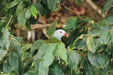 Crocodile Express Daintree River Cruise Daintree Village & Daintree Discovery Centre Unlimited Pass - We Wander