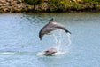 Dolphin Sanctuary & Ships Graveyard Kayak Tour - We Wander