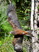 Eagles Heritage Encounters And Birds Of Prey Forest Walk - We Wander