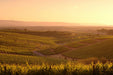 Half - Day Wine Tasting & Coast Experience - We Wander
