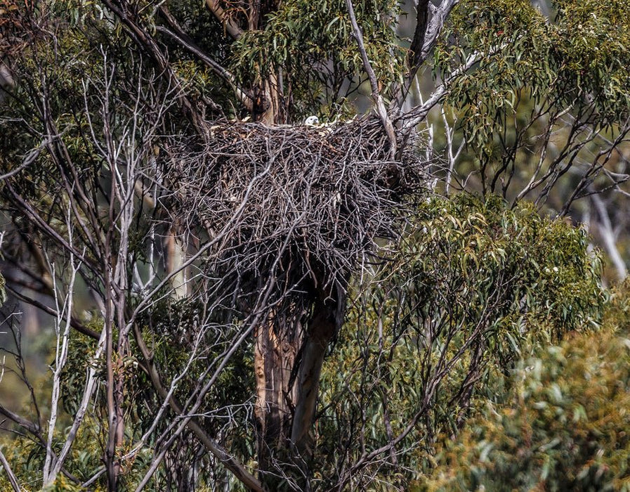 Iron Pot Cruises - We Wander