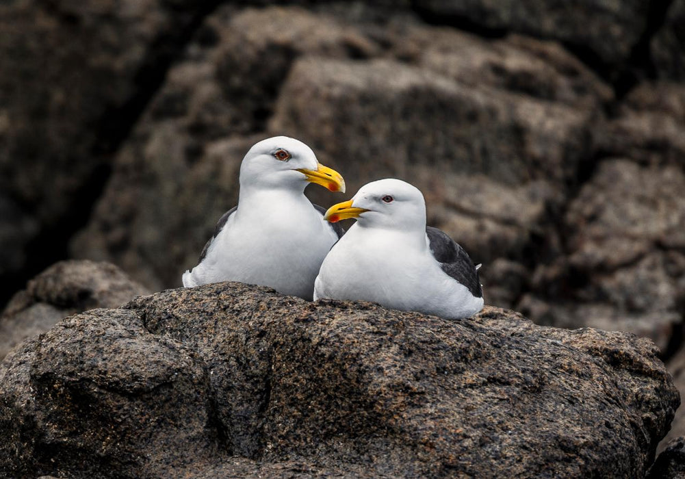 Iron Pot Cruises - We Wander