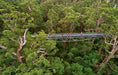 Valley Of The Giants Tree Top Walk - We Wander